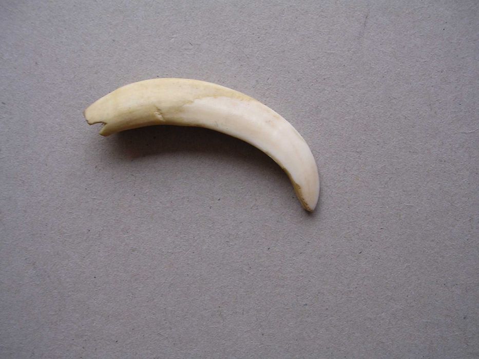 Stary kieł szabla dzika