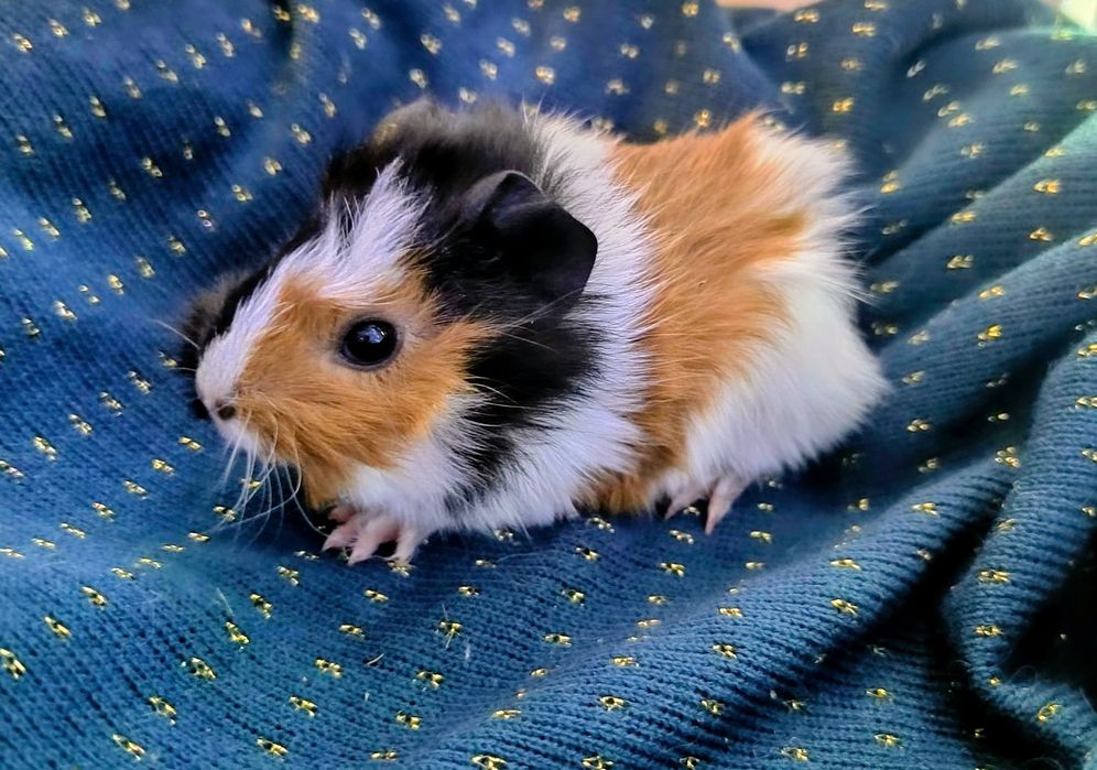 Świnka morska maleństwa