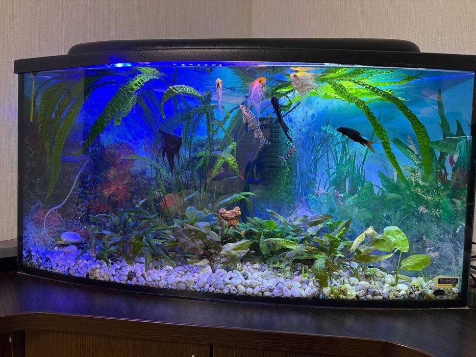 Продам 2 акваріума разом з тумбою