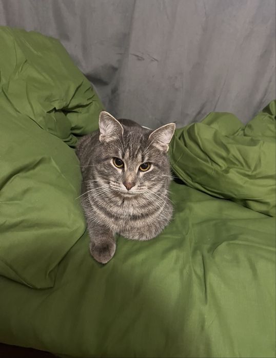 Котики в хорошие руки , кошенята в люблячі руки