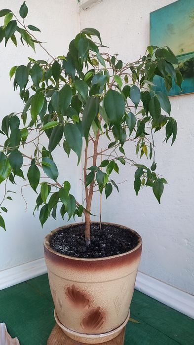 Фикус, комнатные цветы, растения. Денежное дерево