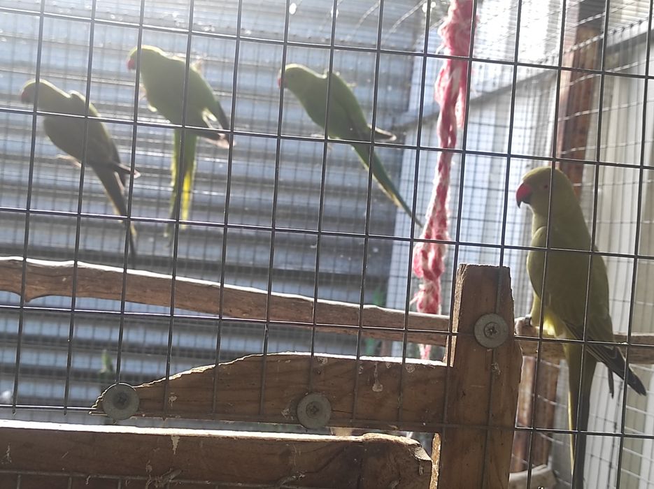 Ring Necks (vários)