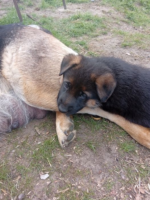 Німецька вівчарка, цуценята