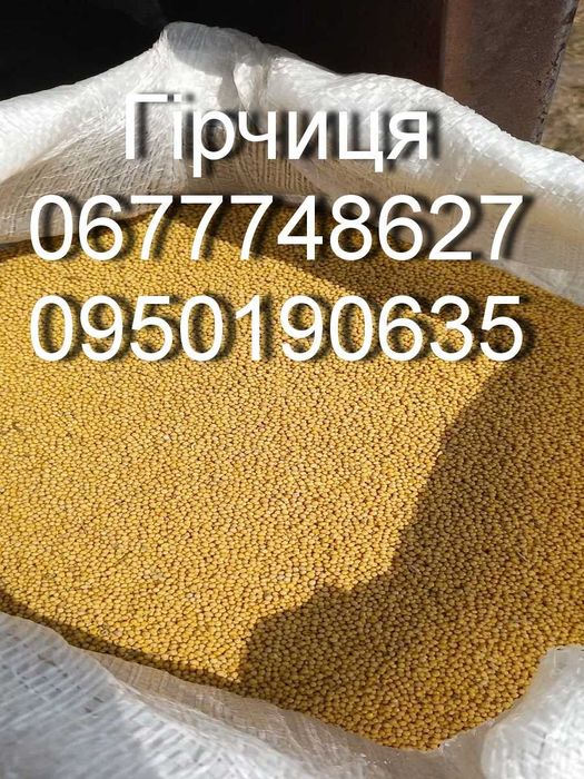 Гірчиця  / горчица