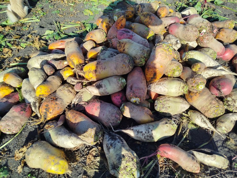 Продам кормовий буряк 8гр.