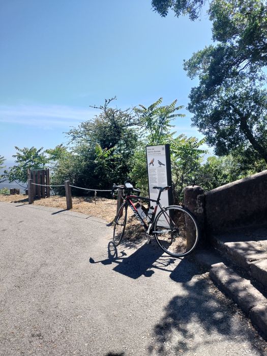 Specialized Allez Elite (Tam. 54) – Shimano Tiagra 10v – Excelente Estado