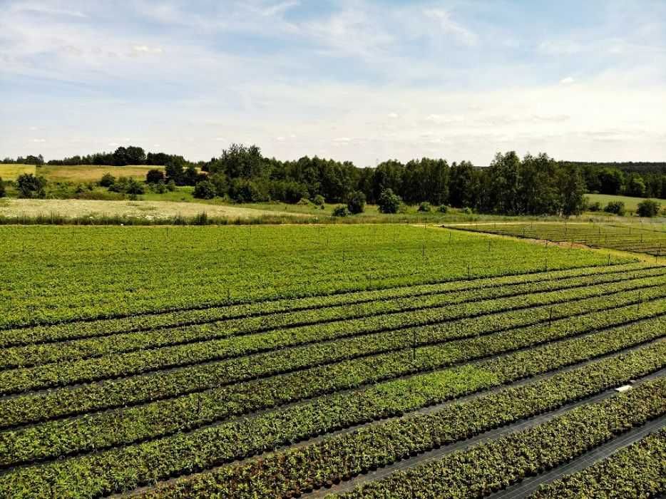 Borówka amerykańska DRAPER CALYPSO | m104 | multiplat | certyfikat CAC