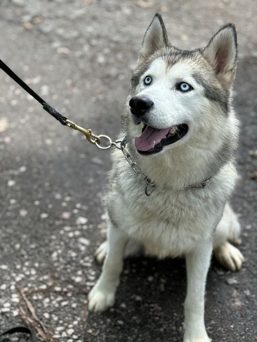 Хаскі кобель 1,5 років