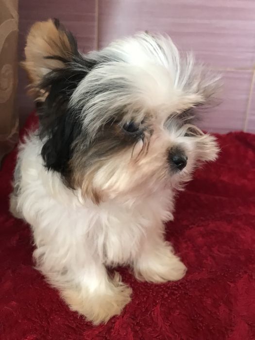 Мініатюрний кобель бівер