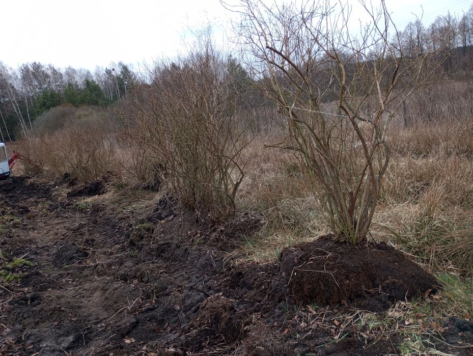 borówka amerykańska 13-letnia brigitta blue, Spartan BARDZO DUŻA