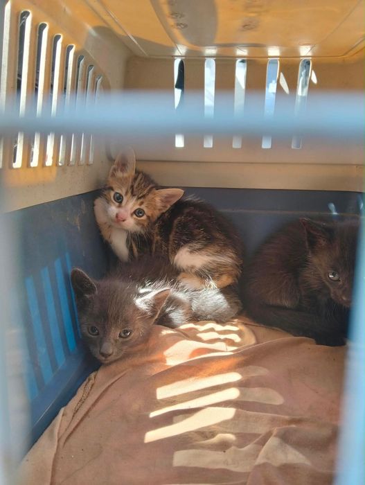 Gatinhos bebés para adoção responsável
