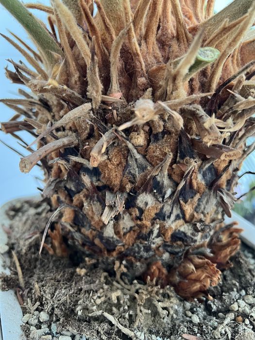 Цикас великий, 1,5м