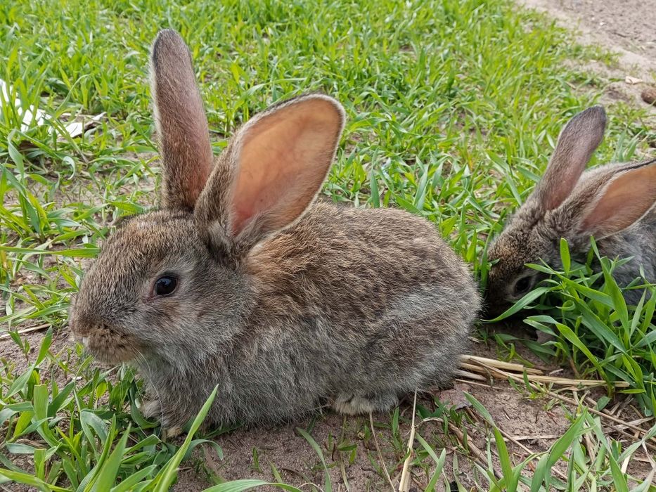 Mlode olbrzym belgijski