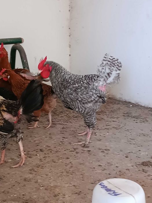 Vendo galos nascidos de ovos de cor