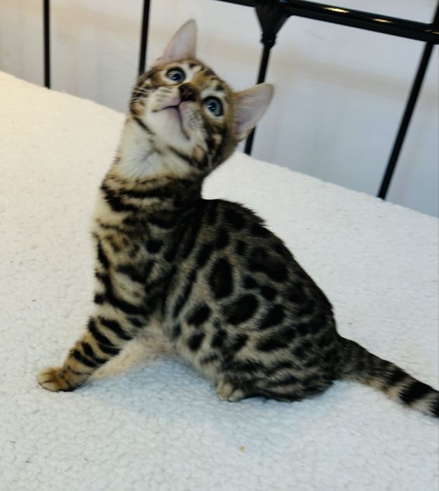 Słodki kocurek bengalski. Legalna hodowla