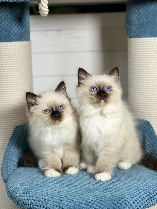 Кошенята Священна Бірма