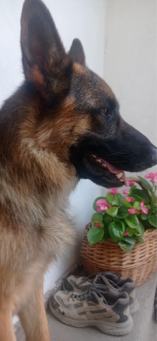 Oddam  za darmo owczarek niemiecki pitbull mix rodwailer