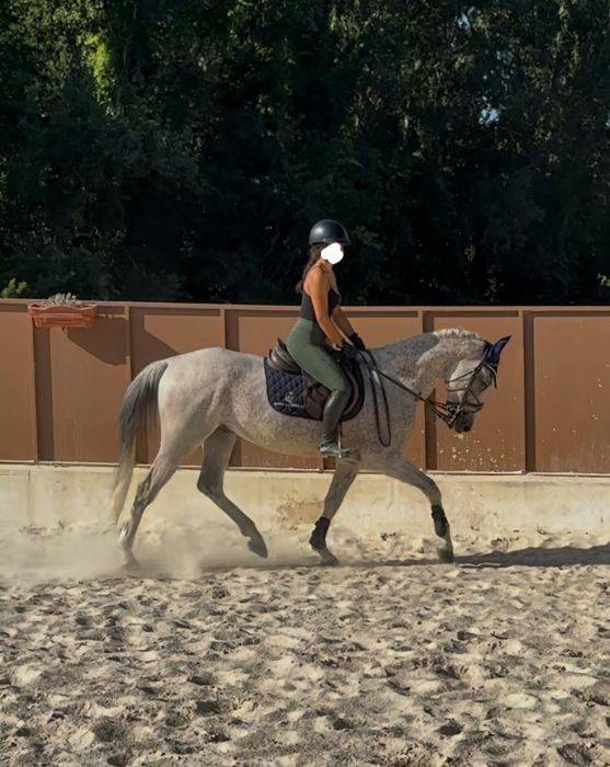 Cavalo com 9 anos a saltar