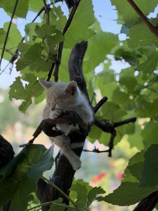 Котики безкоштовно