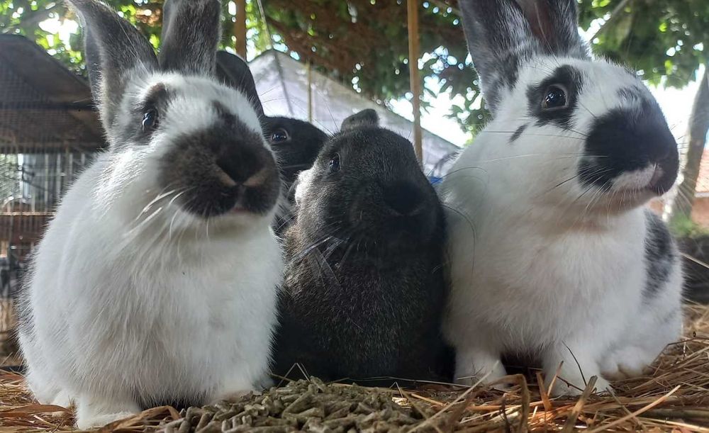 Coelhos de grande porte  - Criação familiar, várias cores e idades