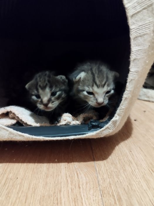 Gatinhos para adoção responsável