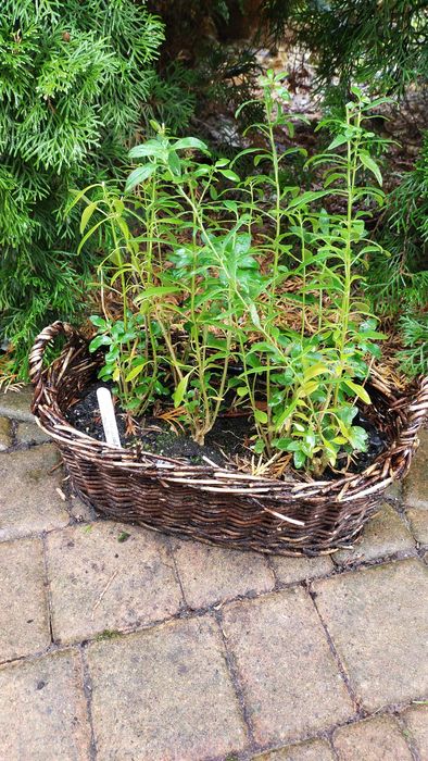 Lwia paszcza sadzonki