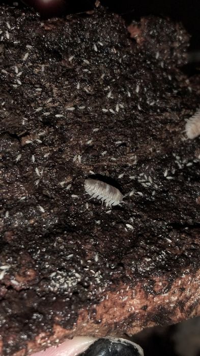 Isopods ( Bicho da Conta )