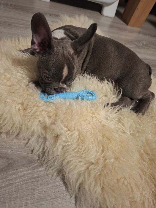 Buldog Francuski „BAJKA”