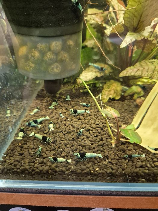 Krewetki Tai Mosura Black Shadow