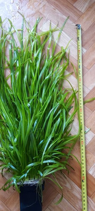 Strzałka skrzydlasta - Sagittaria Subulata - roślina akwariowa.