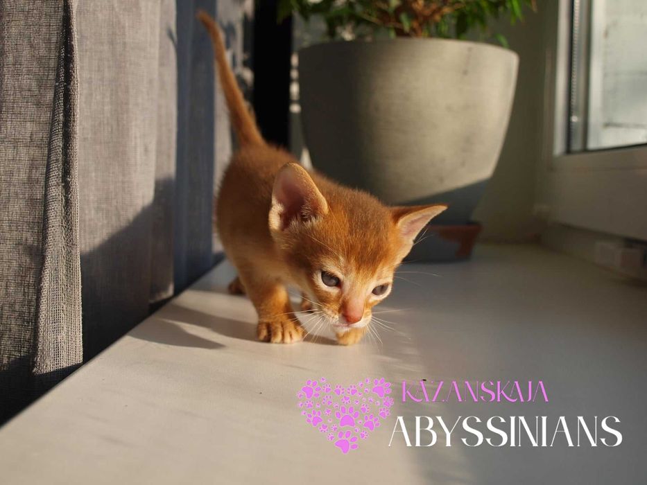 Гарнюня хлопчина абісинська кішка кошеня