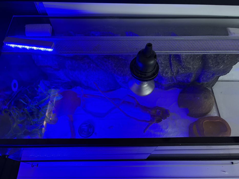 Terarium dla gadów