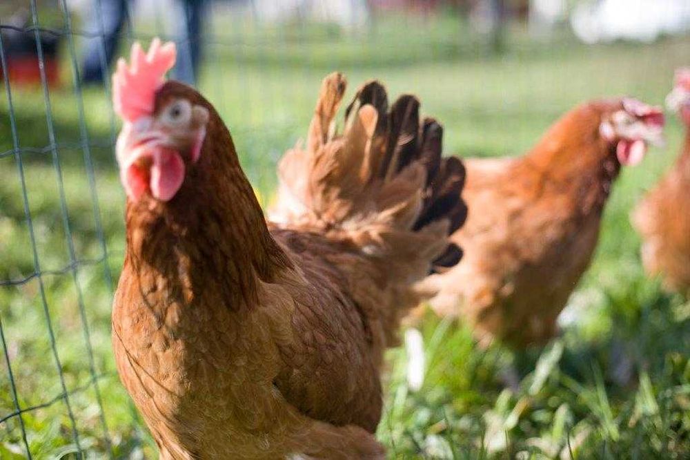 kurki kokoszki nioski