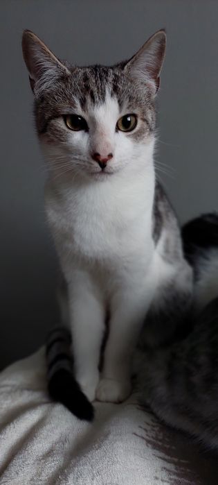 Gajko 6 miesięczny kocurek