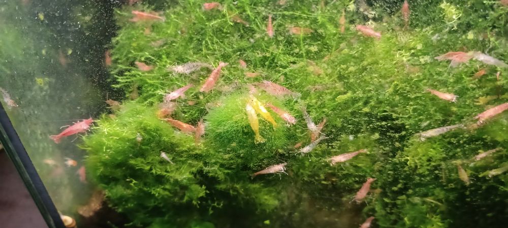 Sprzedam młode krewetki kundelki- 1zł/szt