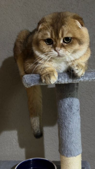 В'язка хлопчик золота шиншила