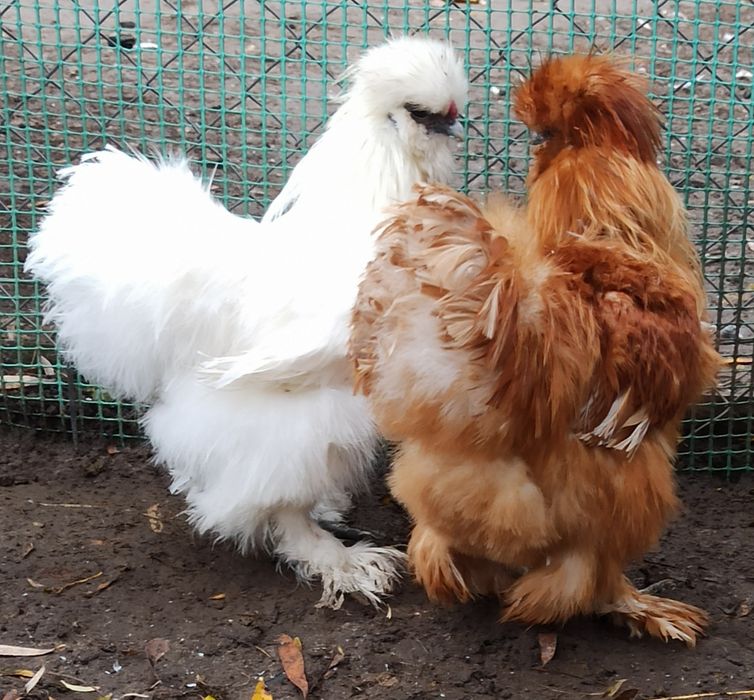 Koguty silki jedwabiste USA z 2025