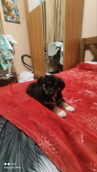 Цуценя дівчинка два місяці