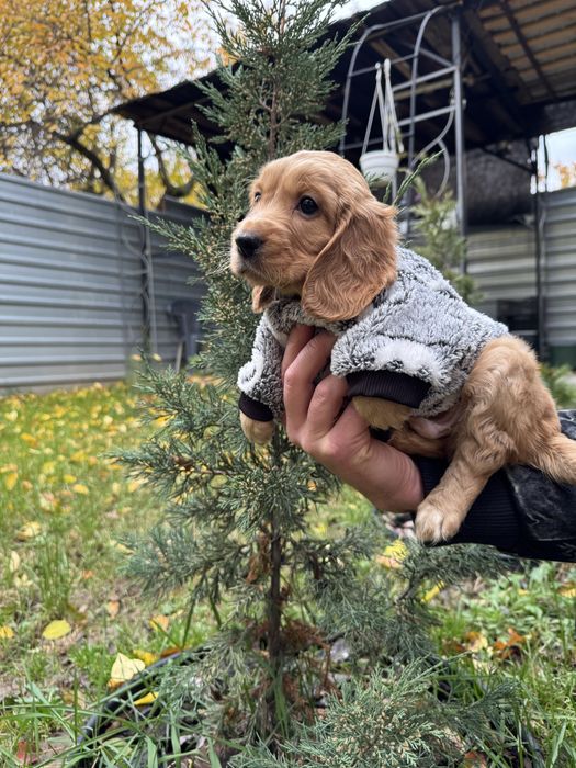 Маленькі руденькі дітки з паспортом