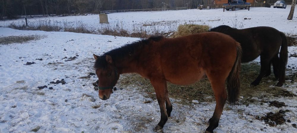 Sprzedam konie hucuły