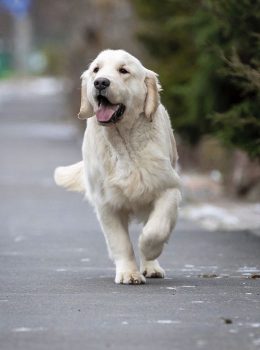 Щенок золотистого ретри-вера | КСУ | Документы | Отличное здоровье