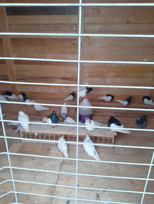 Gołębie Ciemne Murzyny na Będę 50 100