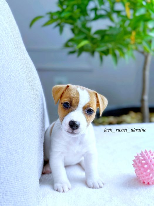 Джек Рассел маленька красуня !!