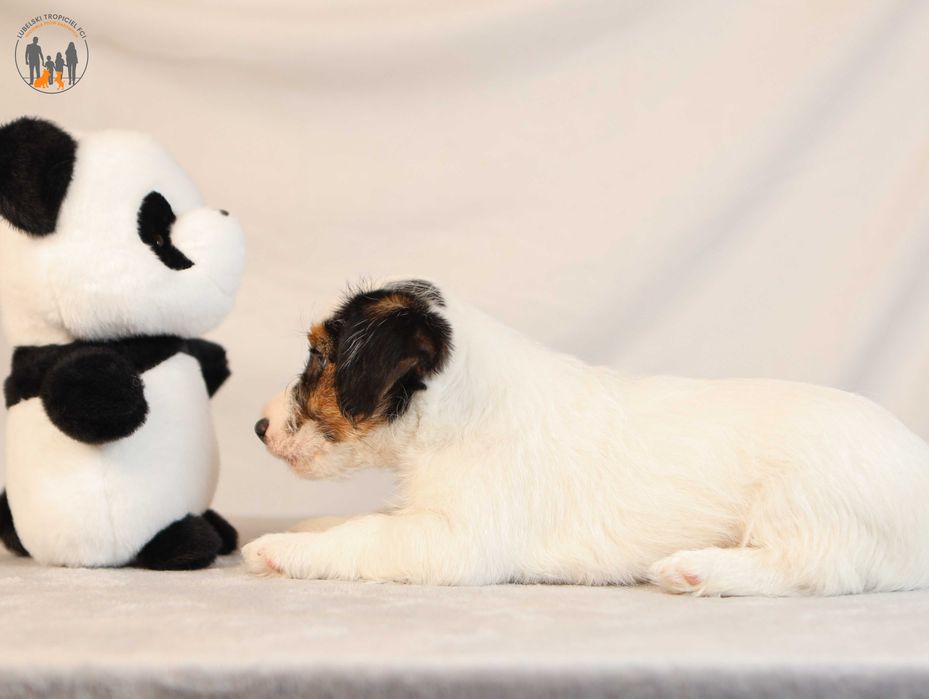 Jack Russell Terrier ZKwP FCI po Championie