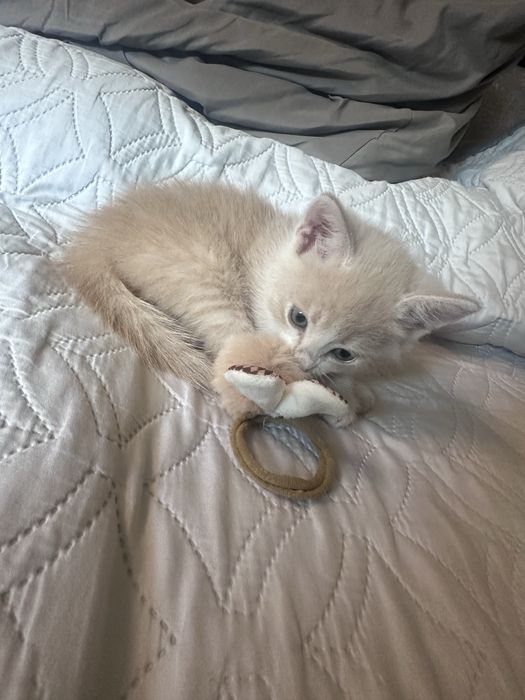Кошенята в люблячу сімʼю