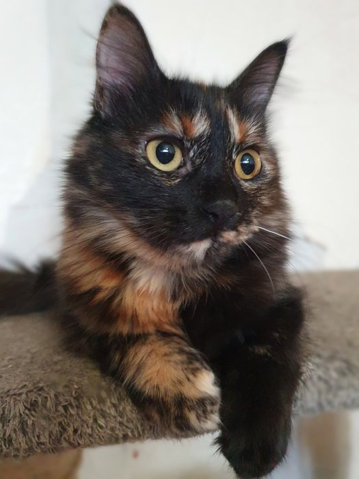 Отдам даром в добрые руки пушистую трехцветную кошечку