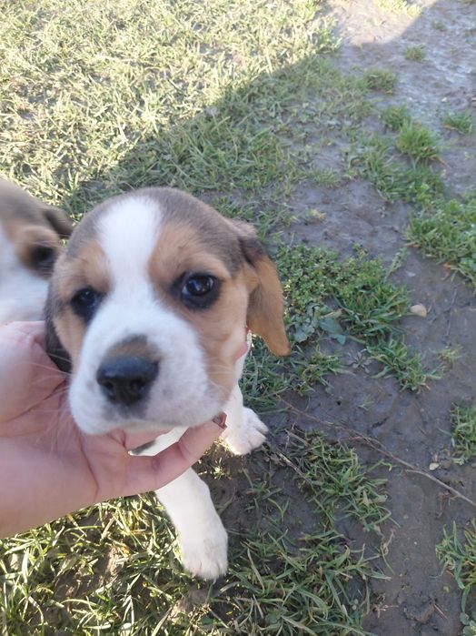 Śliczny szczeniak rasy beagle promocja świąteczna