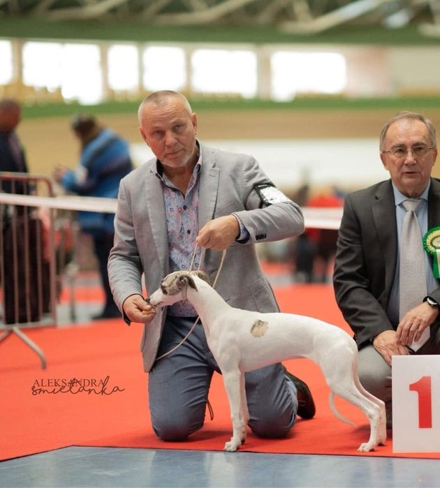 Whippet/Chart Angielski szczenieta