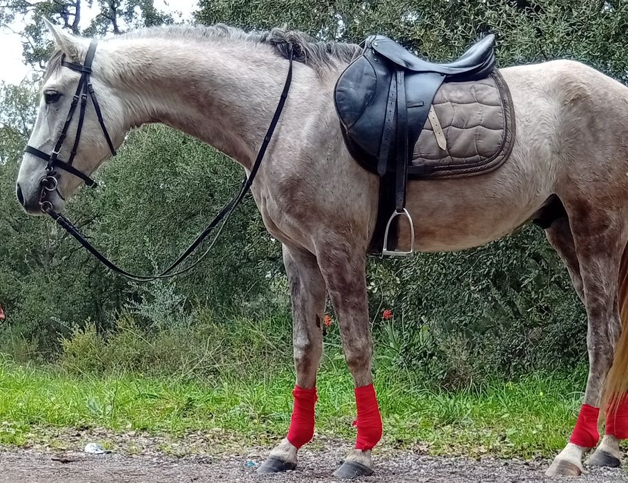 Pondro com 4 anos muito bem montada