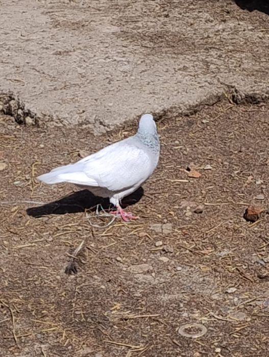 Rysie srebrne  gołębie